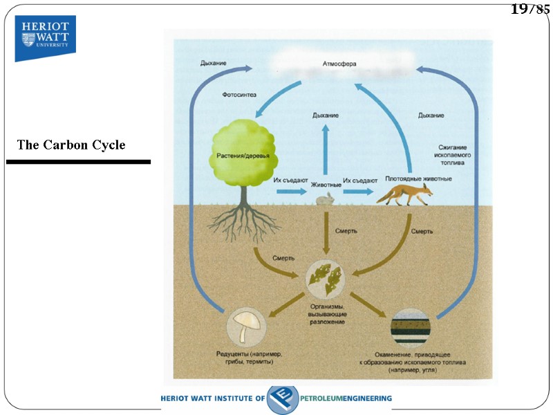 The Carbon Cycle 19/85